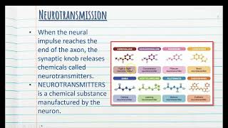 5 Neurotransmission amp Neurotransmitters  Stage 1 Psychology [upl. by Tcideneb]