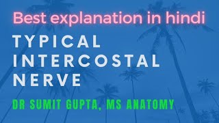 TYPICAL INTERCOSTAL NERVE [upl. by Utir]