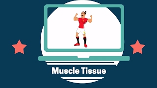 Muscle Tissues  Includes Voluntary and Involuntary Muscles [upl. by Juno94]