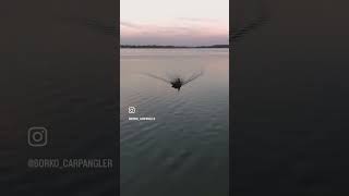 Big lake fishing niklcarpspecialist niklteam carpfishing carp video carpfishinglife drone [upl. by Wester132]