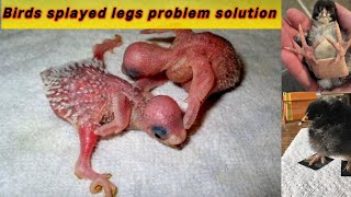 Parrot splayed legs  Birds splayed legs treatment  solution UrduHindi [upl. by Lew]