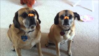 2 Puggle Dogs Eat Their Treat From Nose SLOW MOTION [upl. by Bethanne]