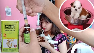 HOW TO DEWORM A SHIH TZU PUPPIES AT HOME  TAMANG PAG DEWORM SA TUTA [upl. by Gnidleif]