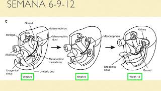 Embriología renal [upl. by Soulier]