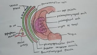 Palatine tonsil anatomyrelationsblood supply  keep learning [upl. by Tioneb]