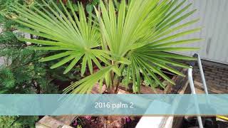 Growth rate trachycarpus 20112018 [upl. by Siegel229]