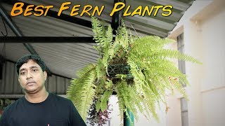 Best Ferns That Can Grow In Indoors Easily [upl. by Gwynne]