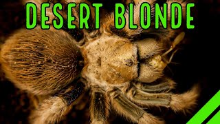 Arizona Blond Tarantula Aphonopelma chalcodes Care amp Husbandry [upl. by Lamberto]