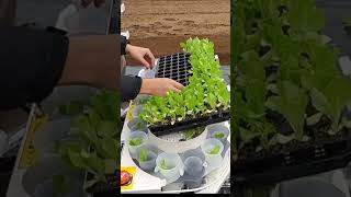 YANMAR Lettuce Transplanter PH4RLT shorts agrimachinery [upl. by Nelad]