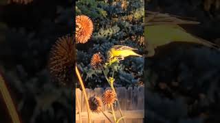 Birds enjoying sunflowers [upl. by Animrelliug]