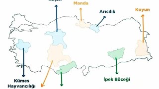 Hayvancılık Türlerinde 1 Olan İller  ● YKS Coğrafya [upl. by Oinotnaesoj682]