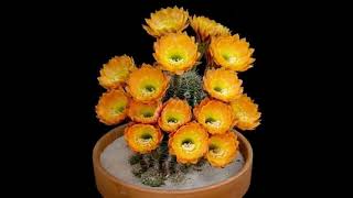 Coccineus cactus cactus flowers Echinocereus Coccineus spectacularvlogger shortvideo [upl. by Eimmas]