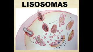 HISTO TIPS LISOSOMASCUERPOS RESIDUALES [upl. by Kyre]