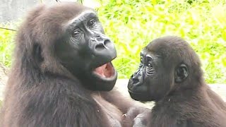 Ringo I want to eat too😆🤣💦Djeecoゴリラ迪亞哥金剛猩猩taipeizoo gorilla 台北市立動物園 [upl. by Adikam469]