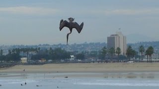 Pelican Power Diving for Fish [upl. by Ilat]