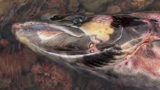 To The Journeys End The Lifecycle of the Atlantic Salmon [upl. by Lorin307]