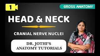 Head amp Neck  Introduction to Cranial Nerves Nuclei GROSS ANATOMY CLASS 1 [upl. by Darrick]