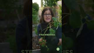 Grow STRAWBERRIES Like a Pro Gardening Tips [upl. by Row549]