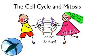 Cell Cycle and Mitosis [upl. by Grubman]