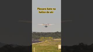 atr 72500 passaredo mata pássaros após decolagem aeroporto Joinville Aeronave passou por chek liste [upl. by Fonsie]