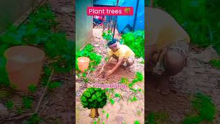 Do plant trees in your society 🌴 Importance of tree plantation How to plant trees at home trees [upl. by Nnahtur]