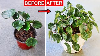 Watermelon Peperomia CARE 101  BEST Soil Mix Fertilizers Light amp Water Requirements [upl. by Yenduhc]