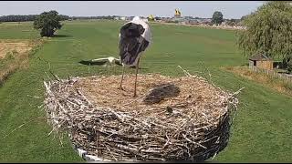 LeemansmolenNL FIRST FLIGHTS of the little stork 20240629 [upl. by Ssecnirp517]