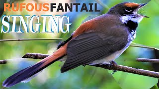 Rufous Fantail Call Bird Song Sound Noises [upl. by Aihsoj]