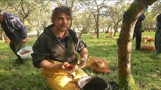 Récolte de pommes  Mathieu Le Saux cherche des fruits du terroir pour des cidres de caractère [upl. by Even534]