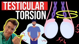 Doctor explains TESTICULAR TORSION twisting of the testicle  Symptoms causes and surgery [upl. by Celestyna]