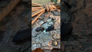 What do Darkling Beetles eat [upl. by Boyce]