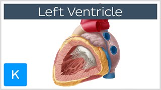 Left Ventricle Heart  Function Definition and Anatomy Human Anatomy  Kenhub [upl. by Asserat]