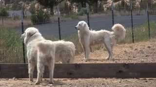 Maremma dogs guard goats near Terrebonne [upl. by Sarchet177]