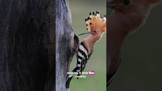 Stop Scrolling The Hoopoe’s Secret Crown Will Blow Your Mind 👑🐦 [upl. by Jacinthe]