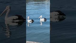 Pelicans in Lakes Entrance lakesentrance pelicans [upl. by Jackelyn948]