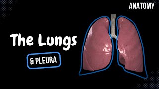 Lungs Function Parts Pleura amp Recesses  Anatomy [upl. by Seidel]