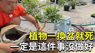 为什么你家植物一换盆就死？保姆级植物换盆攻略收好，细节很多建议收藏反复看！【禅艺绿植工作室】 [upl. by Mathian]