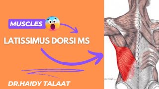 latissimus dorsi ms [upl. by Angeli547]