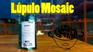 Lúpulo Mosaic  O lúpulo que toda cervejaria usa Assista esse vídeo e descubra o motivo [upl. by Ernst689]