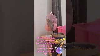 Parrot love spells love music foryou cockatielfunny cockatielcraze newshort viralshort boost [upl. by Connell]