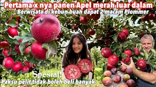 PANEN PERTAMA KALI APEL SPESIAL MERAH LUAR DALAM MANIS DAN PLOMMER UNGU DI KEBUN BUAH [upl. by Labors]