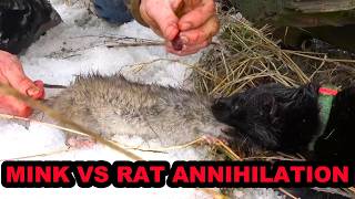 Mink and Dogs Destroy 80 Rats [upl. by Acim]