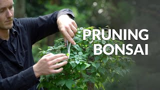 How to Prune a Bonsai tree [upl. by Nomaid]