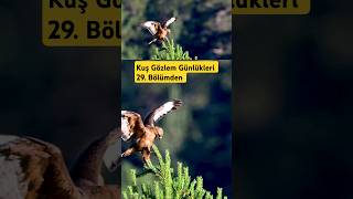 Kuş Gözlem Günlükleri 29 Bölüm  Gümüşhane Gezisi  Kızıl Şahin  Longlegged Buzzard [upl. by Asilla]