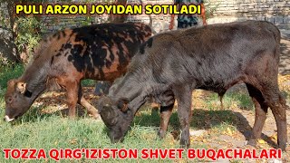 Tozza Shvet Yosh Kochat Qirgiziston BUQACHALARI Sotiladi Eng Arzon joyidan [upl. by Cappella]