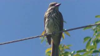 Benteveo rayado Myiodynastes maculatus Biología Esperanza Santa Fe Argentina 2023 [upl. by Nivalc]