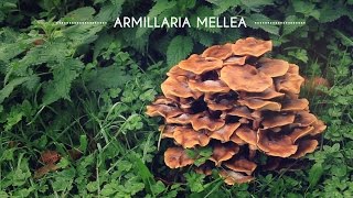 ARMILLARIA MELLEA UNA SETA DE DOBLE FILO  Cocina con Olaya y Pelayo [upl. by Sarine]