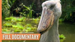 The worlds weirdest creatures  Full Documentary [upl. by Eatnuahc]