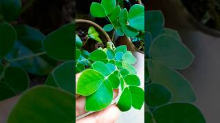 Super food Moringasahjan amazing tree for health and wellness must growshortvideo 🌿😱😮😊 [upl. by Vivl272]