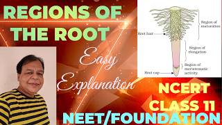 Class 11  Regions of Root  Morphology of Flowering PlantsTutorial with detailed explanation [upl. by Margret556]